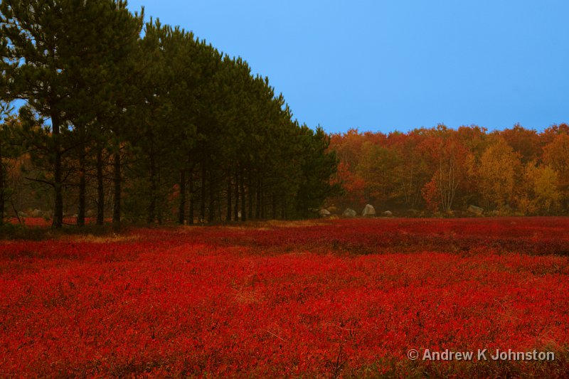 1008_40D_4638 Brenda B5 New.jpg - The Blueberry Barrens in Autumn, Maine